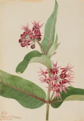 Showy Milkweed