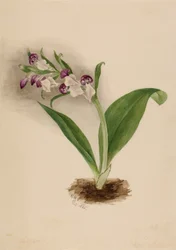 Showy Orchids