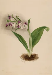 Showy Orchids, 1885