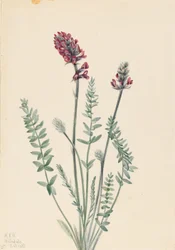Showy Oxytrope