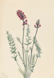 Showy Oxytrope Oxytropis Splendens