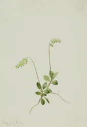 Sidebells Pyrola
