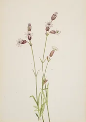 Silene multicaulis