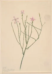 Skeleton Flower