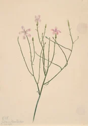 Skeleton Flower Lygodesmia juncea, 1923