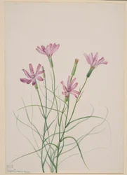 Skeleton Weed