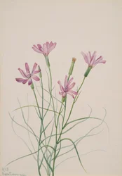 Skeleton Weed Lygodesmia grandiflora, 1931