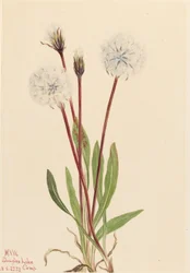 Slender Agoseris