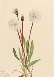 Slender Agoseris