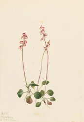 Small Pyrola, 1922