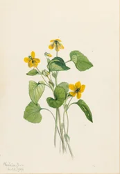 Smooth Yellow Violet