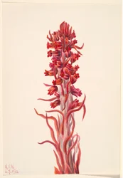 Snow Plant