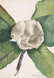 Southern Magnolia, 1918