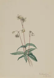 Spotted Pipsissewa