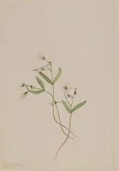 Spring Beauty