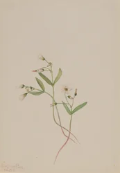 Spring Beauty Claytonia Lanceolata, 1916