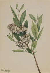 Stagger-Bush, 1918
