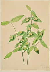 Strawberry Bush (Euonymus americanus)