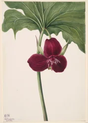 Sweet Trillium