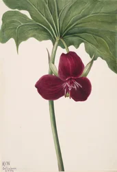 Sweet Trillium, 1934