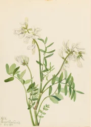 Sweetvetch