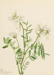Sweetvetch Hedysarum Mackenzii