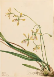 Tampa Epidendrum