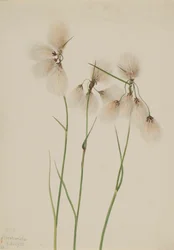 Tassel Cottongrass Eriophorum angustifolium, 1920
