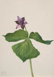 Trillium erectum