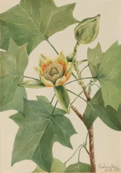 Tuliptree