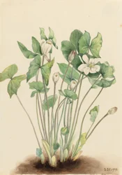 Twinleaf