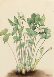 Twinleaf Jeffersonia diphylla, 1919