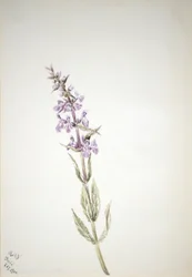 Untitled (Flower Study)