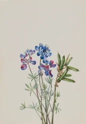 Untitled--Flower Study