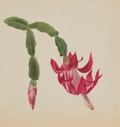 Untitled--Flower Study, 1878