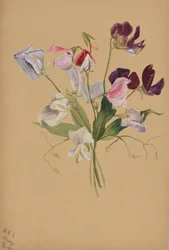 Untitled--Flower Study