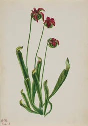 Untitled--Flower Study, 1940