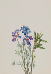 Untitled--Flower Study