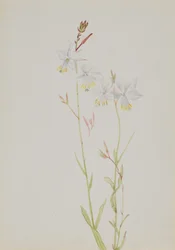 Untitled--Flower Study