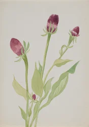 Untitled--Flower Study, n.d.