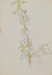 Untitled--Flower Study