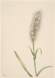 Untitled (Plant Study)