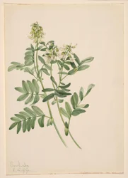 Plant Study