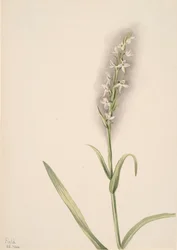 Untitled--Plant Study, 1904