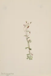 Untitled--Plant Study