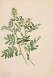 Untitled--Plant Study