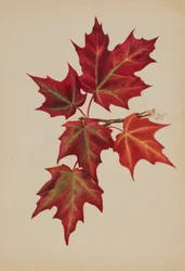 Autumn Leaves