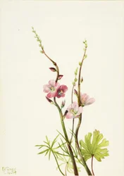 Untitled (Flower Study)