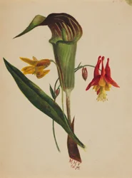 Untitled (Jack in the Pulpit)