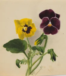 Untitled (Pansies)